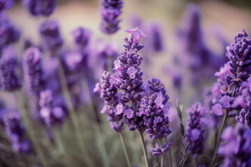 Obraz premium Lavender pictures showcase the delicate and fragrant flowers of the Lavandula genus, typically featuring shades of purple and blue. 