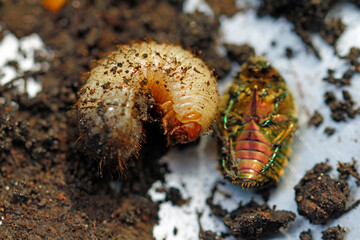 generation change: deceased rose beetle and young larva in march
