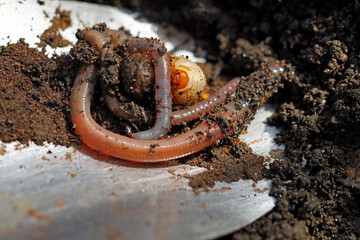worm on the ground