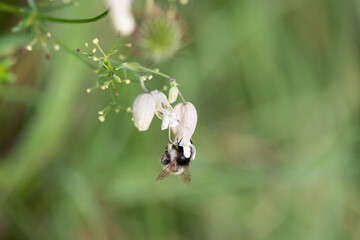 Bumblee collecting pollen from a flower. 