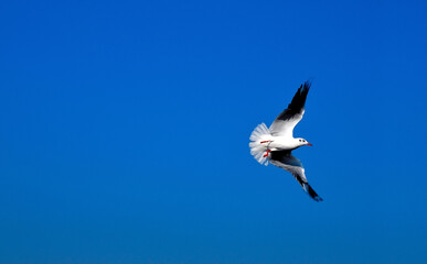 Seagull against a bright blue sky during winter in central Thailand.