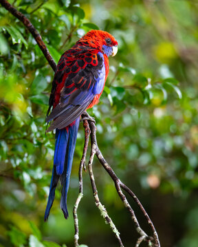 beautiful cute colorful crimson rosella (Platycercus elegans) parrot sit on a branch in Lamington National Park (O'Reilly's Rainforest Retreat) in Queensland, Australia