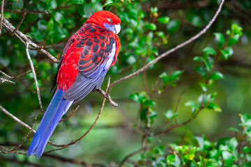 beautiful cute colorful crimson rosella (Platycercus elegans) parrot sit on a branch in Lamington National Park (O'Reilly's Rainforest Retreat) in Queensland, Australia
