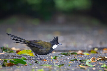 Beautiful rare shy eastern whipbird (Psophodes olivaceus) searching for food in Lamington National Park (O'Reilly's Rainforest Retreat) in Queensland, Australia