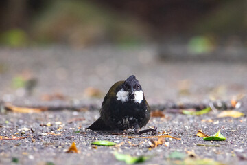 Beautiful rare shy eastern whipbird (Psophodes olivaceus) searching for food in Lamington National Park (O'Reilly's Rainforest Retreat) in Queensland, Australia