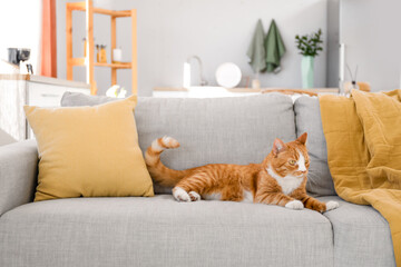 Cute red cat lying on grey couch at home