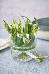 Glass with beautiful snowdrops on grey grunge background
