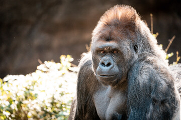 Portrait of a Gorilla