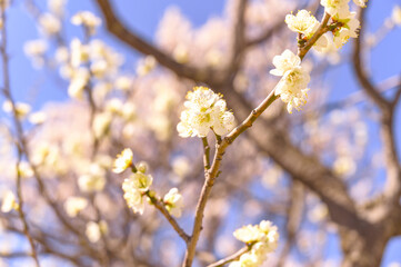 Flowering Plum Trees