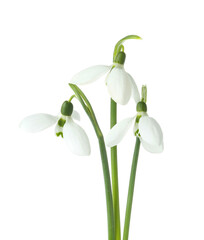 Beautiful snowdrops isolated on white background