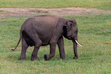 Little tuskers of Sri Lanka. Young Tusked Elephants roaming in Minneriya National Park