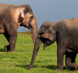 Two Elephants crossing each other in Minneriya nation park in Sri Lanka