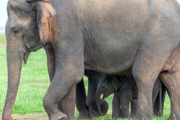 Baby Elephant hiding under a Mother Elephant in Sri Lanka