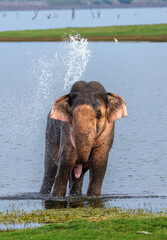 A big male Elephant bathing in Minneriya Tank in Sri Lanka