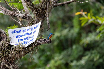 Kingfisher perched on a tree branch with a board in Sinhala. Translation: Reserved for cattle and Elephant bathing. Wash and parking of cars is not allowed