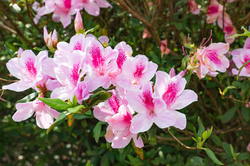 沖縄で咲く満開のピンク色のつつじの花