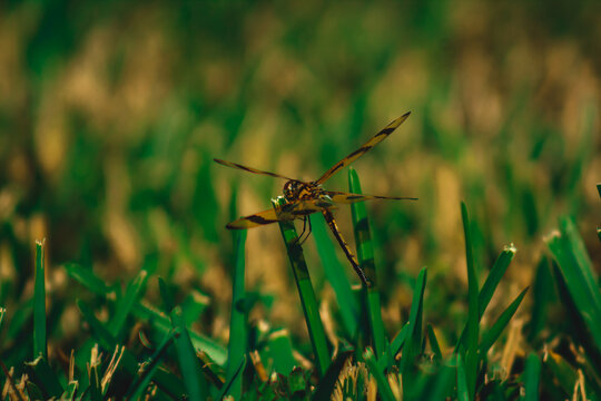 dragonfly on grass