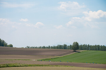 Obraz premium 春の畑作地帯と青空 