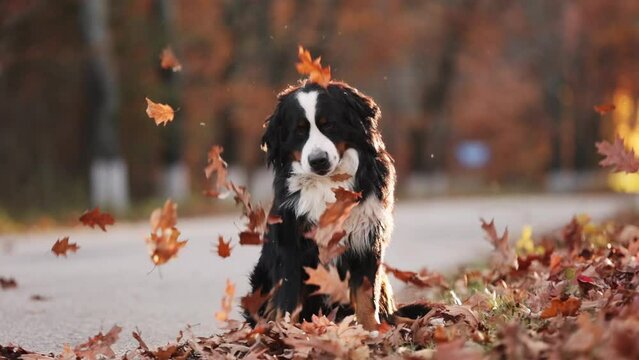bernese mountain dog in autumn foliage with leaves falling on the dog