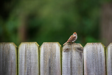 bird on a fence