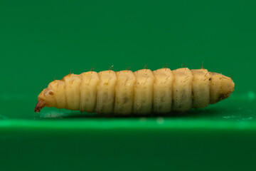 You are looking at the future of our food system. Black soldier flies (Hermetia illucens) are very nutritious insects and have potential usage in the health industry, environment, cosmetics, and feed.