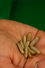 You are looking at the future of our food system. Black soldier flies (Hermetia illucens) are very nutritious insects and have potential usage in the health industry, environment, cosmetics, and feed.