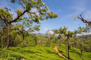 Tea plantation