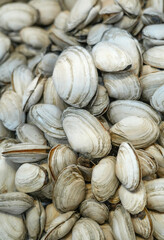close up on geoduck clam as seafood background