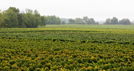 Vue d'en haut d'un champ d'arbres à raisin d'un vignobles en automne prêt pour la récolte lors d'une journée ennuagée