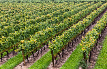 Vue d'en haut rangées d'arbre à raisin d'un vignobles en automne prêt pour la récolte
