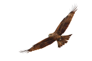 Bird of prey Black kite (Milvus migrans) flying on transparent background png file
