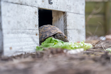 petite tortue de terre sortant de son hibernation