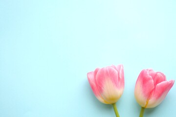 Fototapeta premium チューリップの花