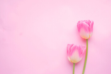 Obraz premium チューリップの花
