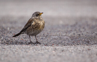 sparrow on the ground