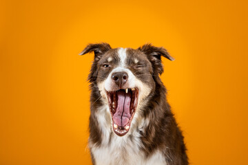 dog yawning with funny face on orange background