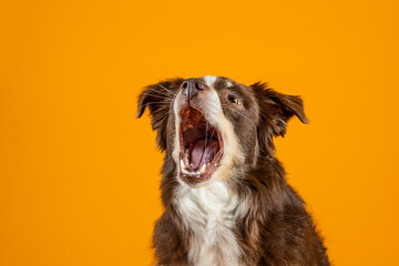 australian shepherd catching treat with orange background