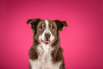 red australian shepherd isolated on pink background