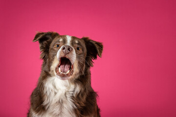 red australian shepherd isolated on pink background catching treat