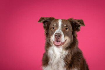 red australian shepherd isolated on pink background