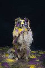 dog holi powder