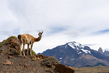 A Guanaco standing on the hill with the mountains in the background in Paine National Park, Chile. The Guanaco (Lama guanicoe) is one of the two wild South American camelids. 