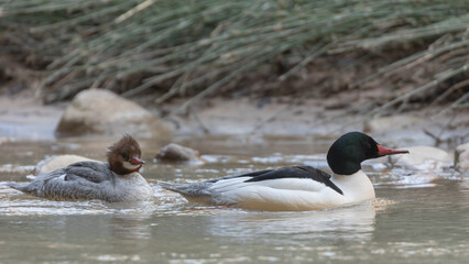 A pair of Common Mergansers float quietly in the soft light of a spring morning, in the shallow water near the bank of the Virgin river in Zion Nat. park, Utah, USA.