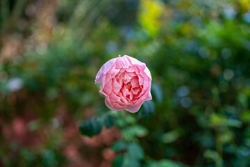 Red rose in a garden. Directly above view 