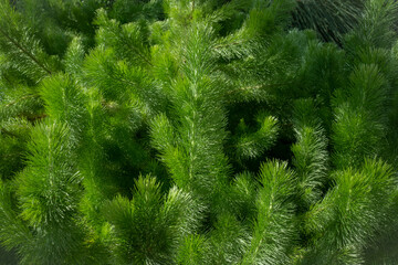 close up of a pine needles. Green background 