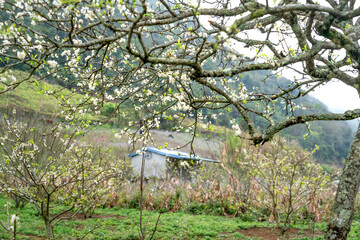 Na Ka Moc Chau Plum Valley, Son La Province, Vietnam