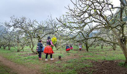 Ethnic minority children play and welcome spring in the plum garden, plum flowers bloom in Na Ka Moc Chau Plum Valley, Son La Province, Vietnam 