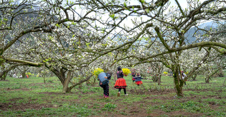 Ethnic minority children play and welcome spring in the plum garden, plum flowers bloom in Na Ka Moc Chau Plum Valley, Son La Province, Vietnam 