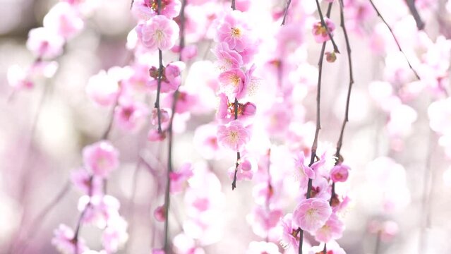 北野天満宮　梅園　京都　梅