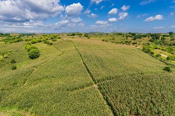 corn fields in East Lombok regency